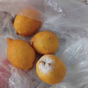 Migros Sanal Market Sebze Meyve Ürünlerinin Hali