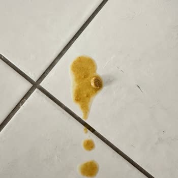 Trendyol Kedimin Sağlığını Tehlikeye Atan Mama Ve İade Sorunu
