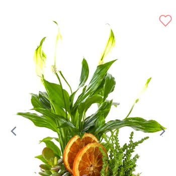 Tazecicek.com Mağdur Etti!