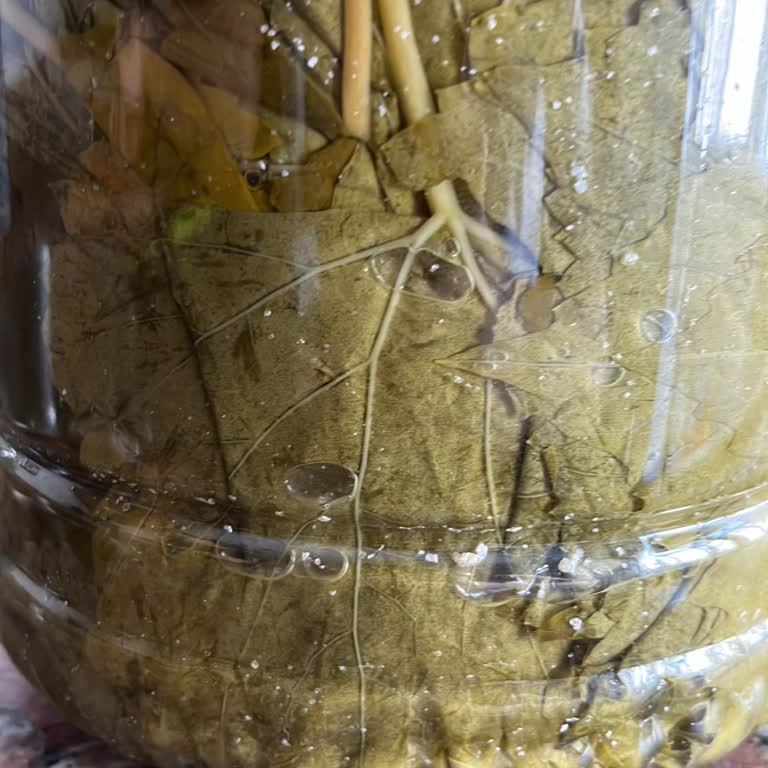 Egeden_81_ile Yapraklar Çok Kart