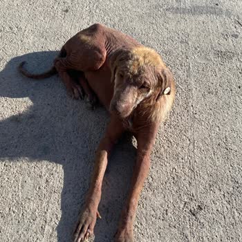 Bornova Belediyesi Veterinerleri İlgisiz