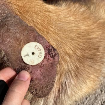 Bornova Belediyesi Veterinerleri İlgisiz