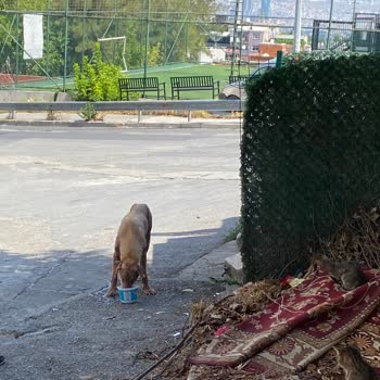 Bornova Belediyesi Veterinerleri İlgisiz