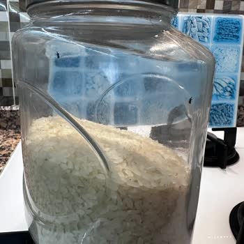 Tat Baldo Pirinç Böcekli Çıktı!