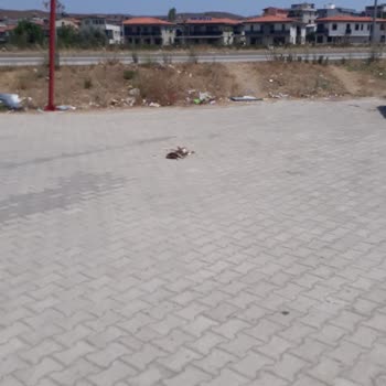 Şok Marketler Her Yer Çöp