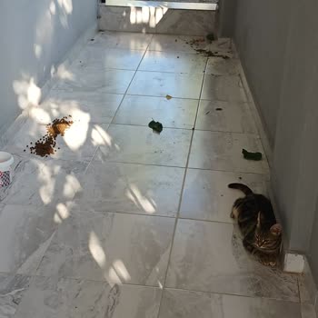 Goody Kediler İçin Alınan Mama Yüzünden Sorun Yaşıyorum!