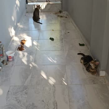 Goody Kediler İçin Alınan Mama Yüzünden Sorun Yaşıyorum!