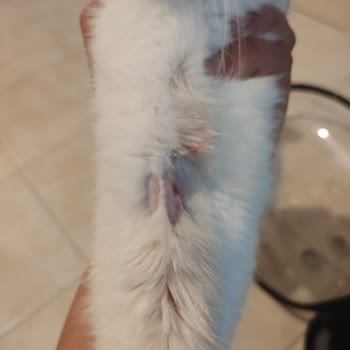 Selçuk Üniversitesi Veteriner Fakültesi Hayvan Hastanesi Damar Yolu Açılamadığı İçin Acilden Kovulma