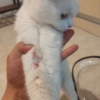 Selçuk Üniversitesi Veteriner Fakültesi Hayvan Hastanesi Damar Yolu Açılamadığı İçin Acilden Kovulma