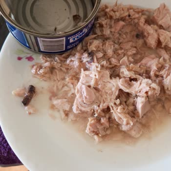 Derya Ton Balığı Bu Cismi Çözemedim Yiyemedim