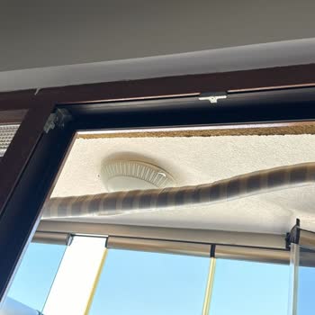 Baymak Kocaman Bir Pişmanlık