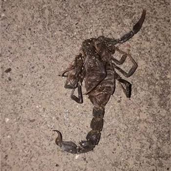 Haliliye Belediyesi Haşere Akrep Yılan