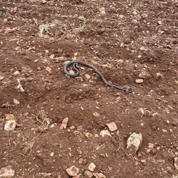 Haliliye Belediyesi Haşere Akrep Yılan