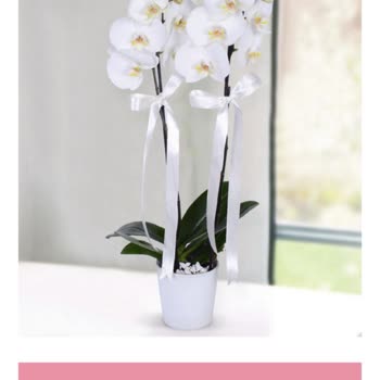 Merkezcicekcim.com Fake Bir Hesap