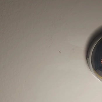 Crystal Hotels Crystal Flora Beach Hüsrandır