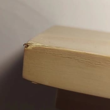 Crystal Hotels Crystal Flora Beach Hüsrandır