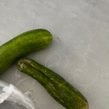 Şok Marketler Şok Marketten Online Alışveriş Yaptım Eksik Ve Çürük Ürünler Geldi