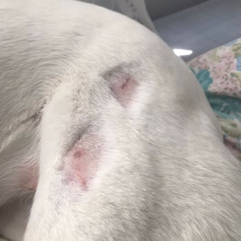 Atakum Belediyesi Samsun Atakum Başıboş Kangal Köpeğinin Köpeklerime Ve Bana Saldırması.