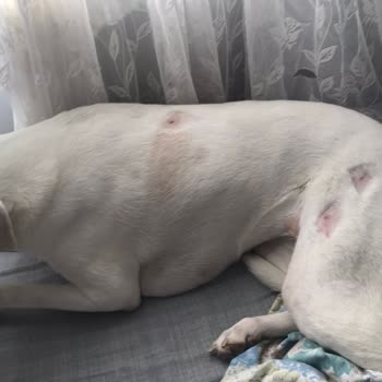 Atakum Belediyesi Samsun Atakum Başıboş Kangal Köpeğinin Köpeklerime Ve Bana Saldırması.