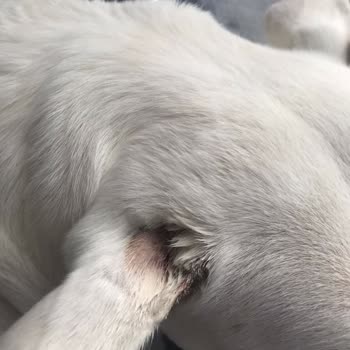 Atakum Belediyesi Samsun Atakum Başıboş Kangal Köpeğinin Köpeklerime Ve Bana Saldırması.