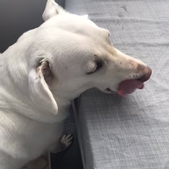 Atakum Belediyesi Samsun Atakum Başıboş Kangal Köpeğinin Köpeklerime Ve Bana Saldırması.