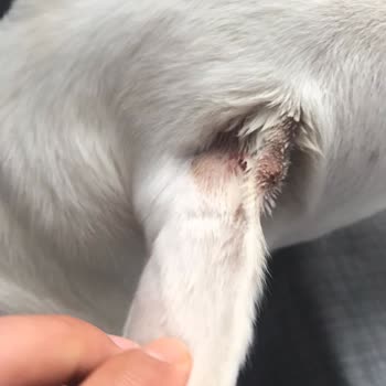 Atakum Belediyesi Samsun Atakum Başıboş Kangal Köpeğinin Köpeklerime Ve Bana Saldırması.