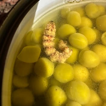 Tat Gıda Konserve Bezelyeden Ölmüş Böcek Çıktı