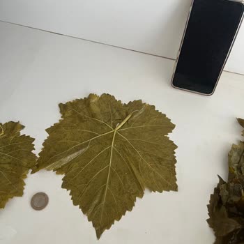 Yasmin Doğal (ege_salamur_) Sosyal Medya Üzerinden Hatalı Ürün Teslimi