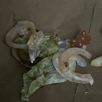 Trendyol Burger King Bayat Ürün Şikayeti