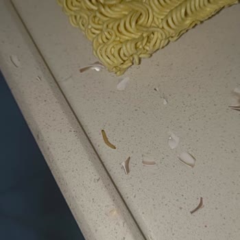 İndomie Noodle İçinden Kurt Çıktı