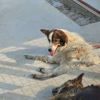 Bornova Belediyesi Bornova Bel Vet İşleri Müd Sokak Canları Duyarsızlığı