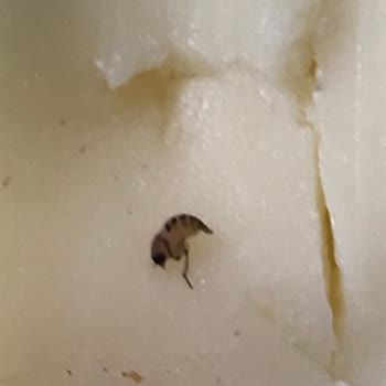 BİM Binvezir Kaşardan Böcek Çıktı