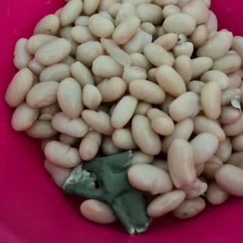 Duru Bulgur Duru Pratik Haşlanmış Fasulye'de Küf