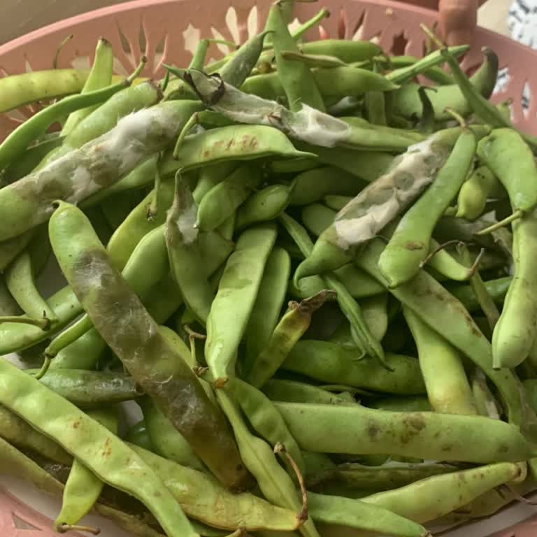 Migros'ta Satılan Çürük Taze Fasulye Şikayeti