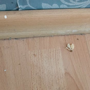 Erzurum Öğretmenevinin Kirliliği.