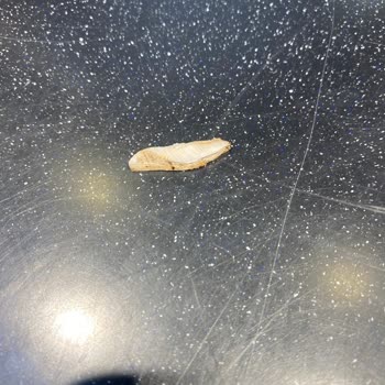 Sbarro Yemekten Plastik Çıktı