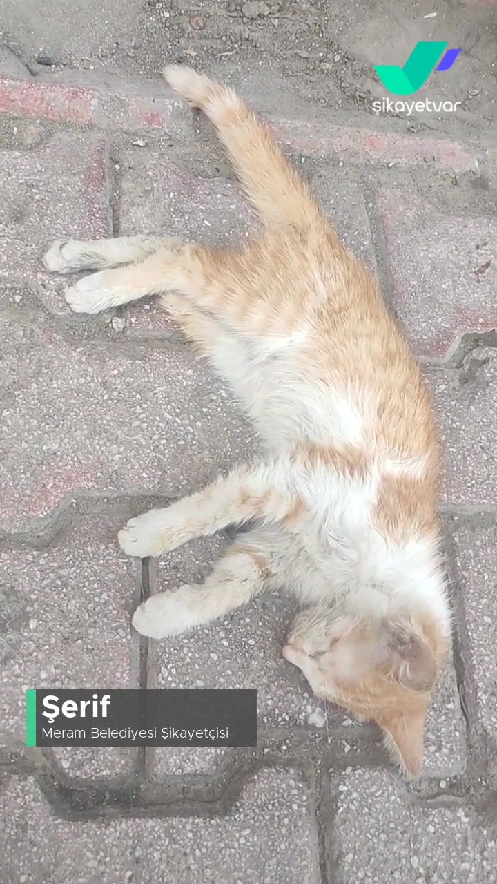 Meram Belediyesi Kediye İlgisiz! videonun kapak resmi