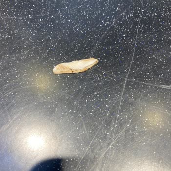 Usta Pideci Yemekten Plastik Çıktı