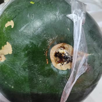 A101 Kapıda Böcekli Karpuz