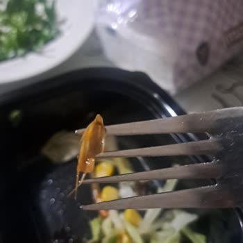 Tavuk Dünyası Salatadan Böcek Çıktı!