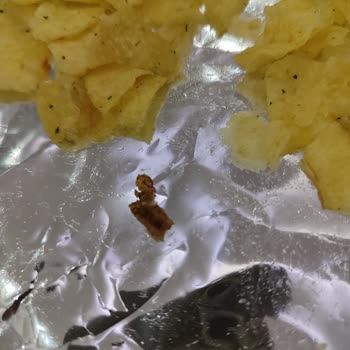 Lays İnsan Sağlığı İle Oynuyor