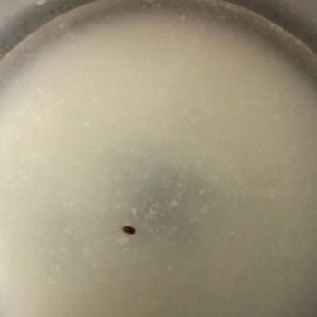 Hipp Marka Mamadan Böcek Çıktı.