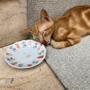 Beyoğlu Veteriner Kliniği Sorumsuz Belediye Veterinerliği