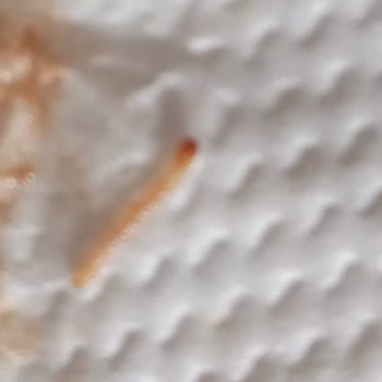 Nestle Damak Çikolatada Kurt Çıktı