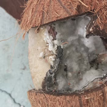 BİM'den Aldığım Hindistan Cevizinin Çürük Olması