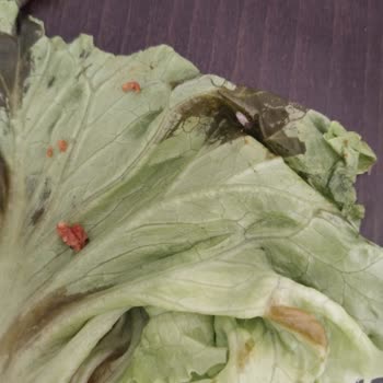 Güleç Piliç Çiğ Köfte İçinde Hamam Böceği