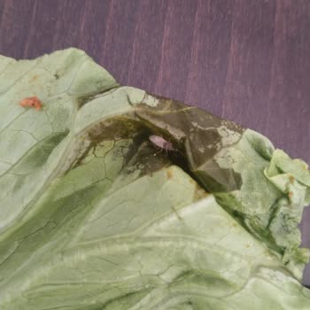 Güleç Piliç Çiğ Köfte İçinde Hamam Böceği