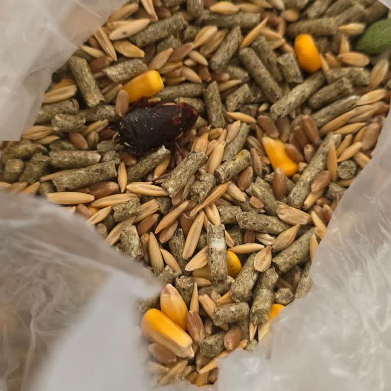 Yemeksepeti Ve Mint Petshop Mamadan Ölü Hamam Böceği Çıktı