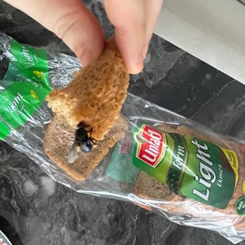 Untad Ekmek'de Pişmiş Sinek