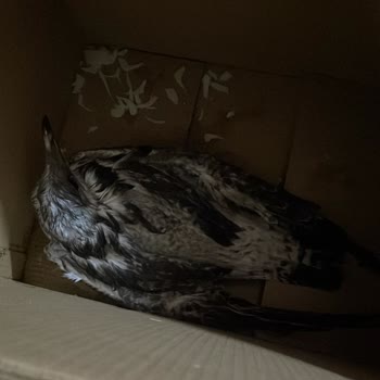 İstanbul Büyükşehir Belediyesi Yaralı Martı Acil Yardım Bekliyoruz?